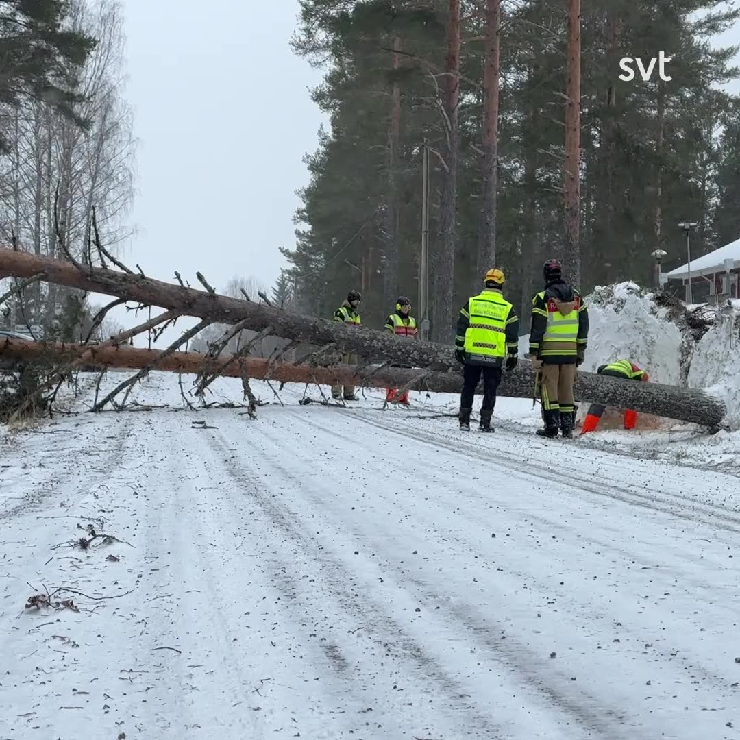 Träd föll över väg i Örnsköldsvik